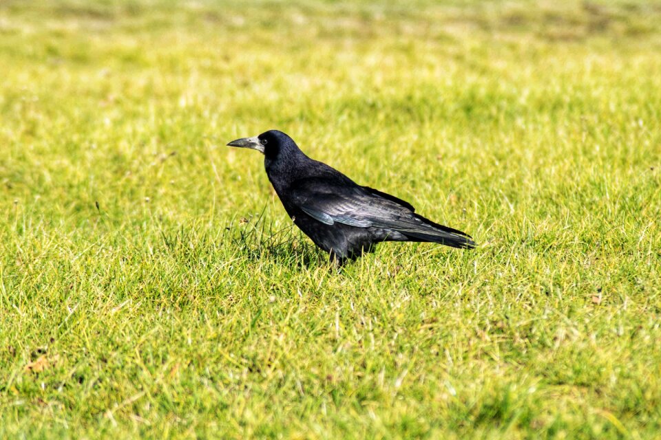 Bird nature light