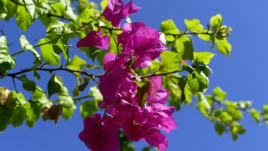 Flower ranke mediterranean
