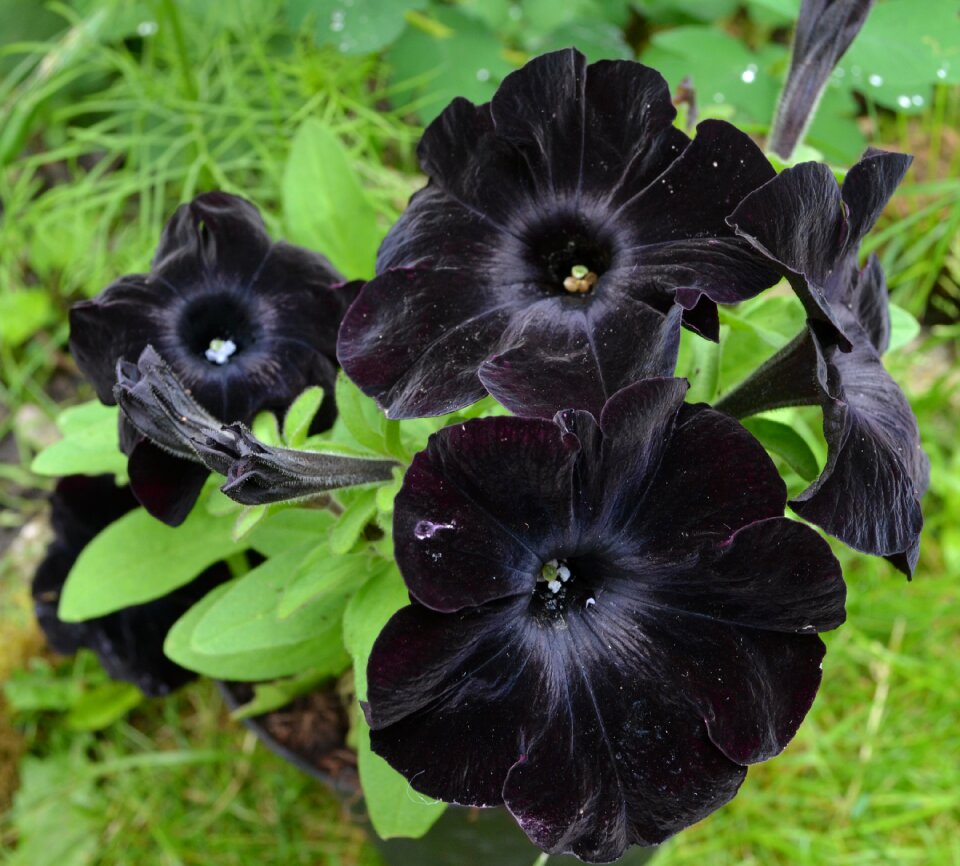 Garden leaf black flower