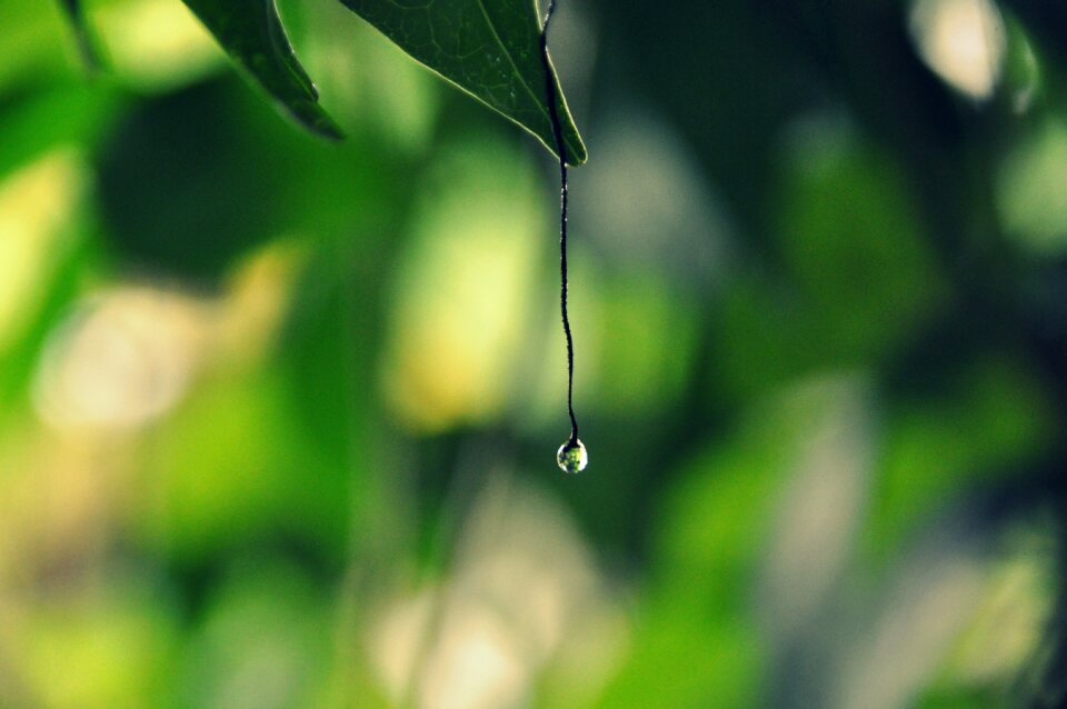 Nature garden raindrops