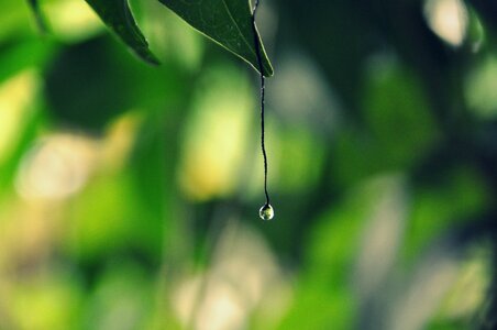 Nature garden raindrops photo