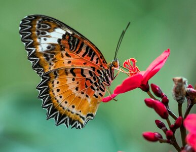 Colorful insect flower