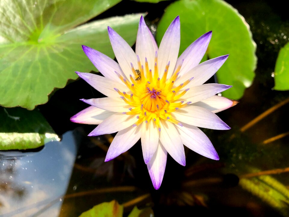 Flower foliage plant