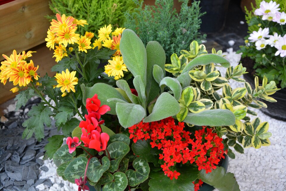 Parterre plants flowering nature