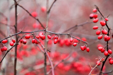 Tree red berries photo
