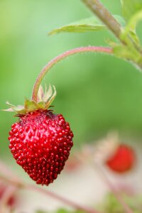 Fruits nature delicious