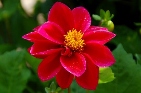 Plant dahlia red