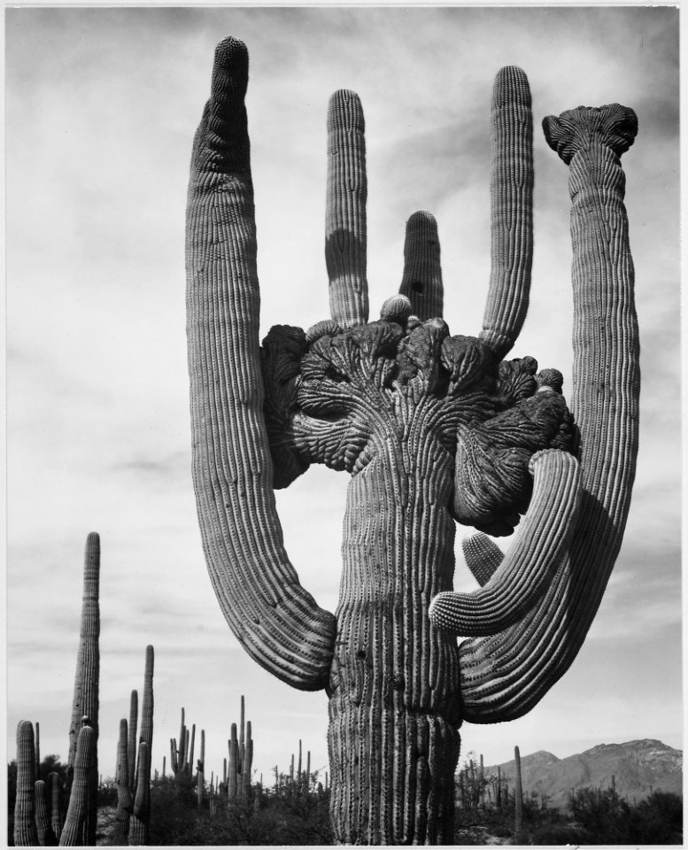 View of cactus and surrounding area Saguaros, Saguaro National Monument, Arizona. (Vertical Orientation), 1933 - 1942 - NARA - 519975