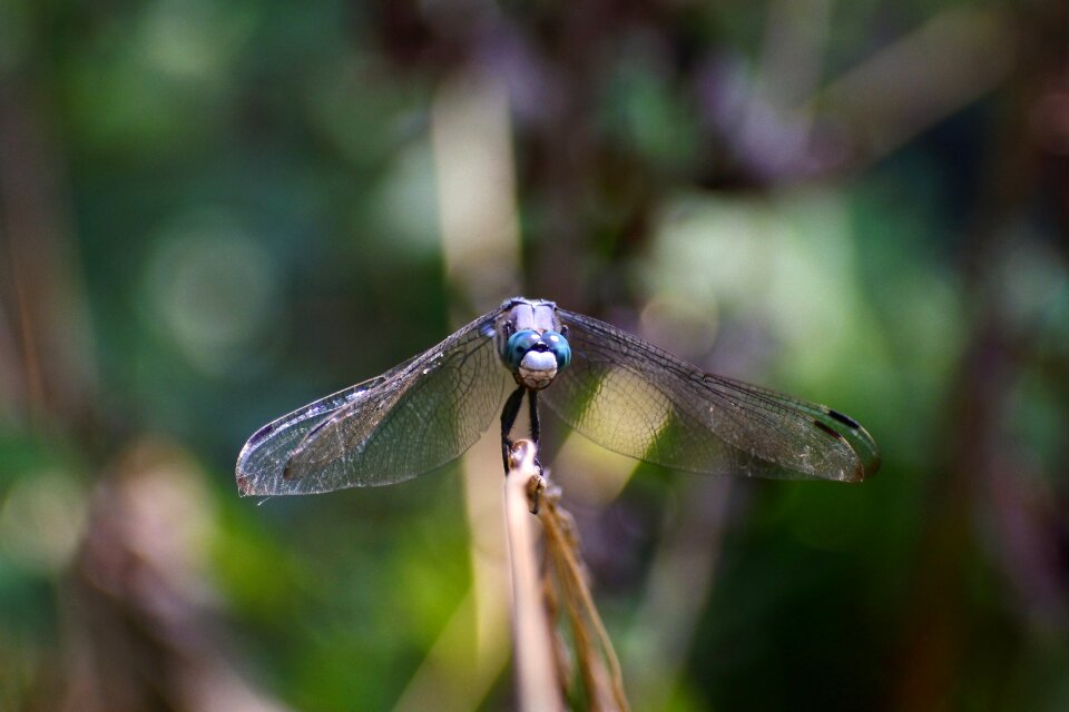 Trees and plants insect dragonfly