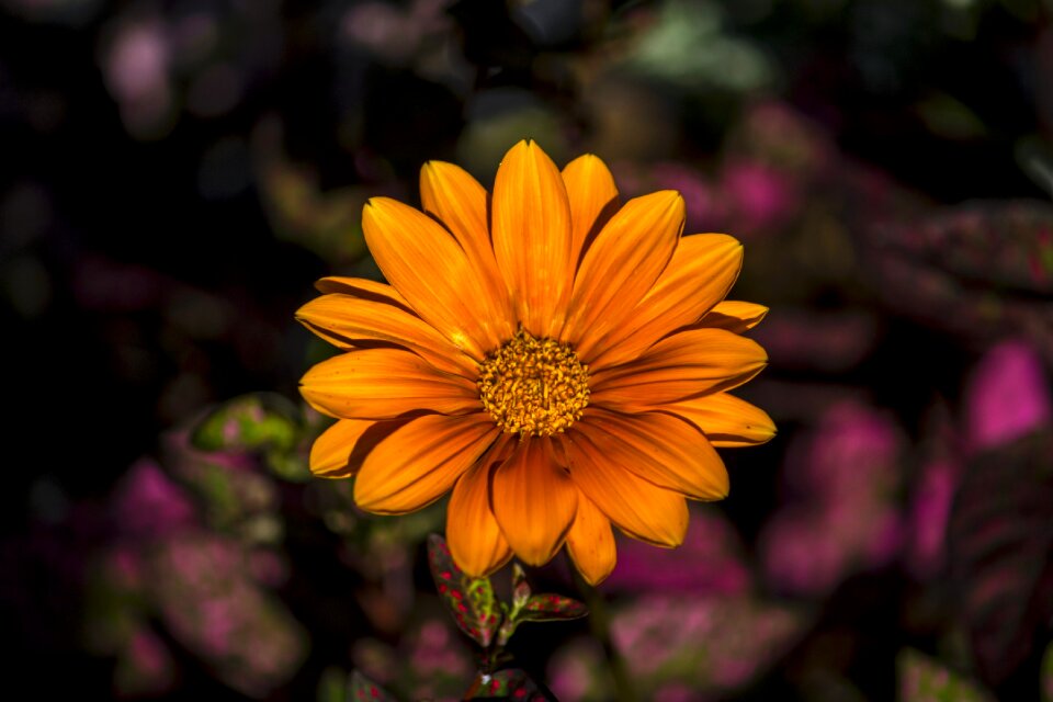 Flower garden nature
