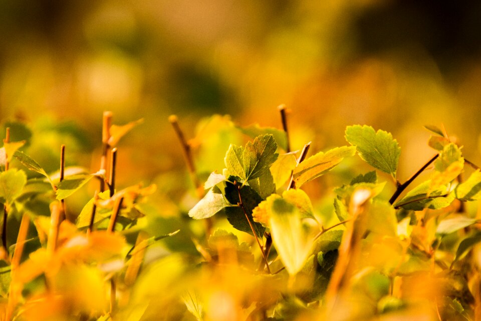 Summer growth leaves