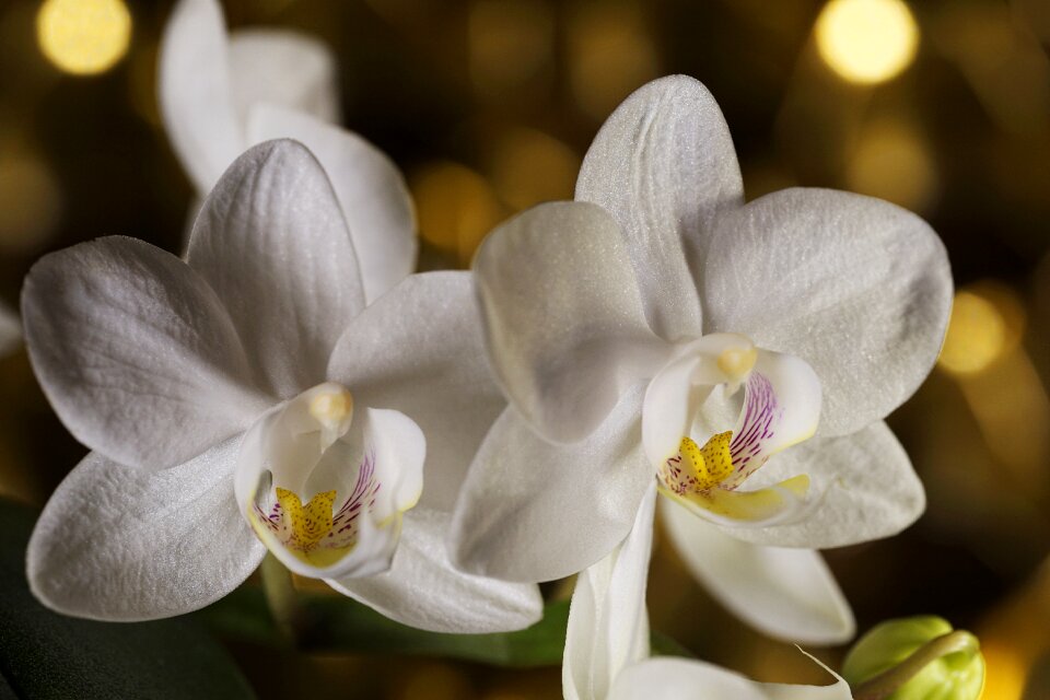 Nature flowers floral