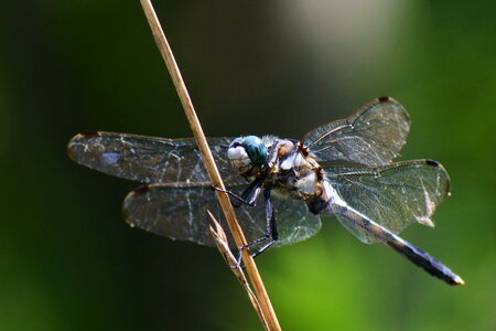 Trees and plants insect dragonfly photo