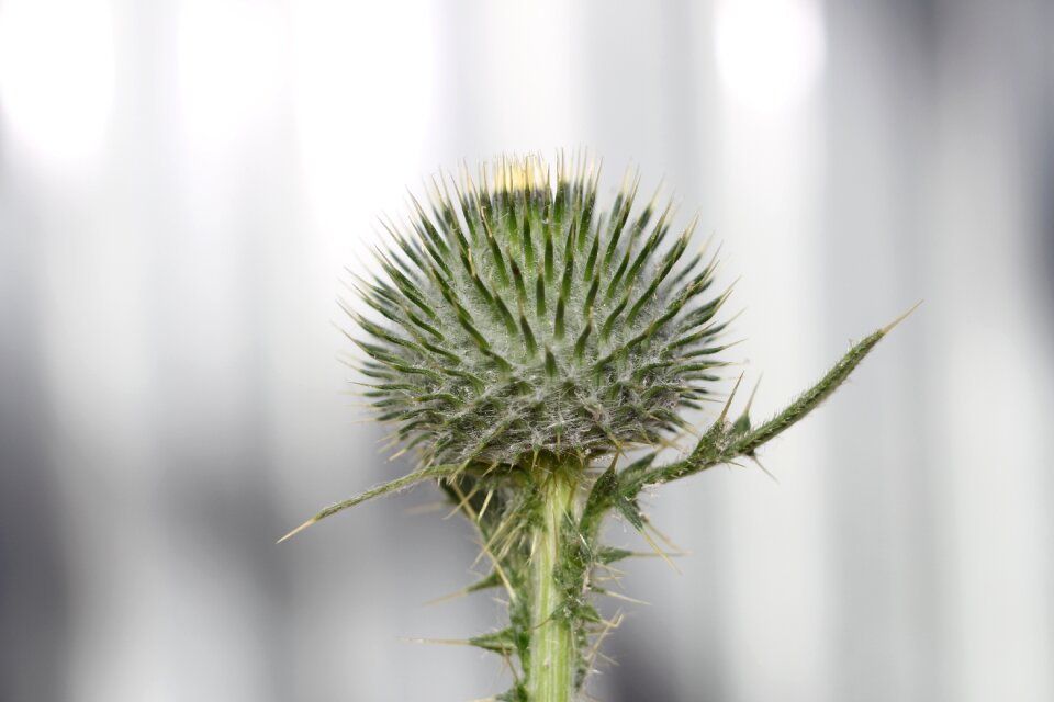 Thorn no one scratchy