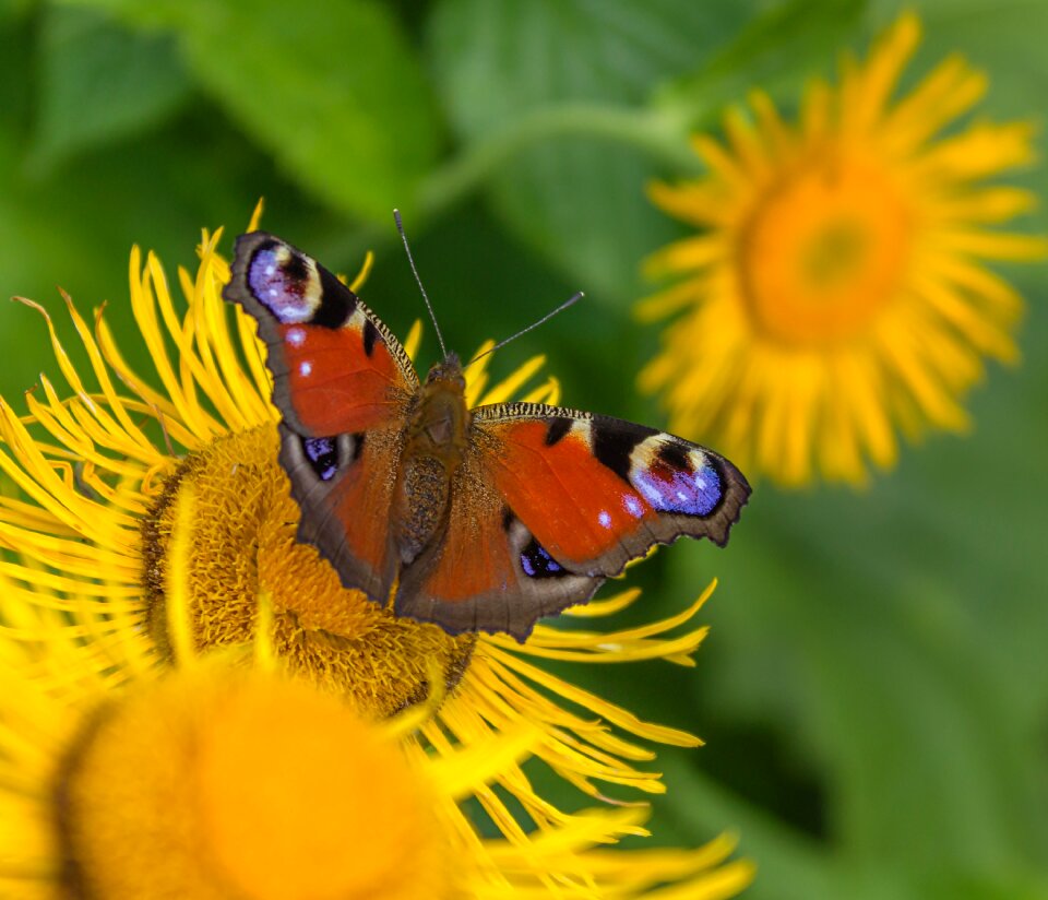 Yellow plant elecampane