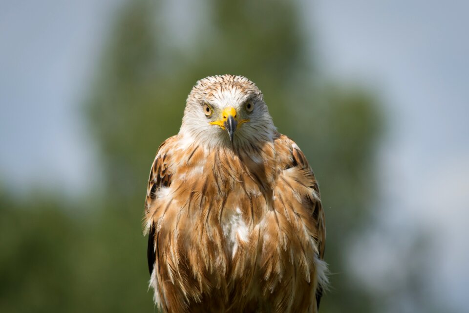 Portrait bird nature