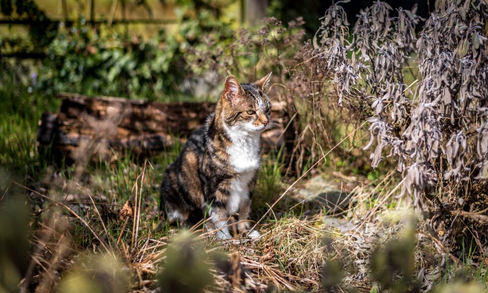 Animal cat animal world