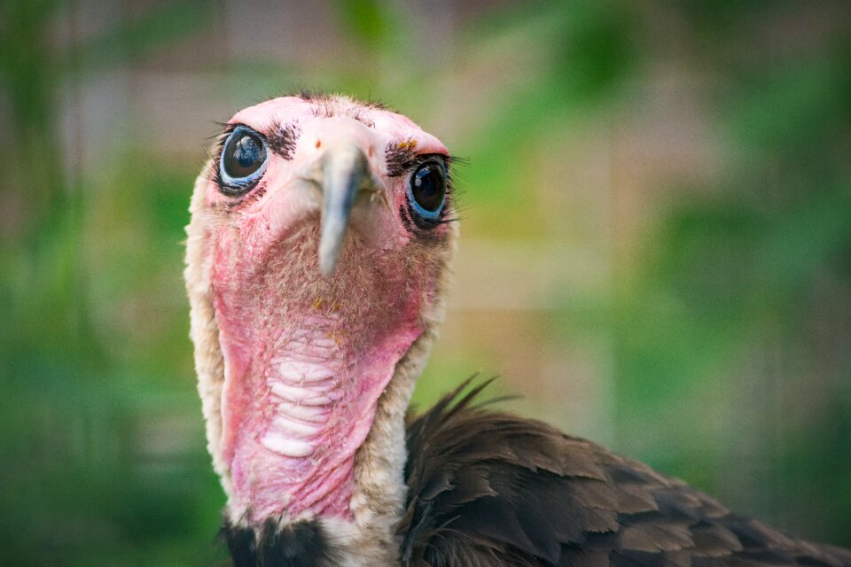 Bird of prey portrait bird