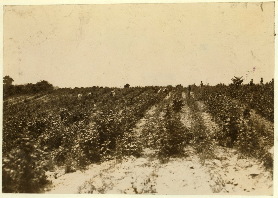 View of the berry fields near Baltimore, Md. Many girls and boys, old and young, working here with the negroes who are often not good associates. LOC nclc.00019