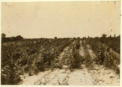 View of the berry fields near Baltimore, Md. Many girls and boys, old and young, working here with the negroes who are often not good associates. LOC nclc.00019