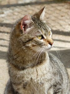 Nice cat animalia