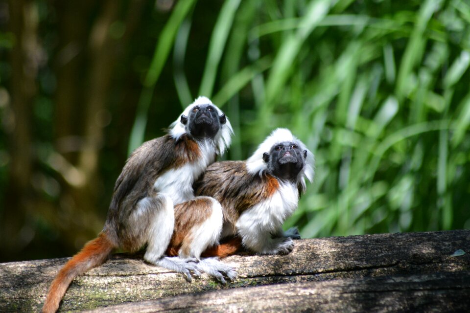 Animal world cute small monkeys