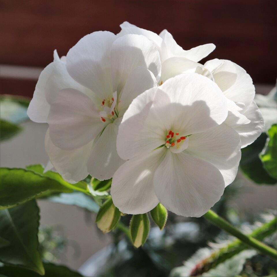 White color pure clear