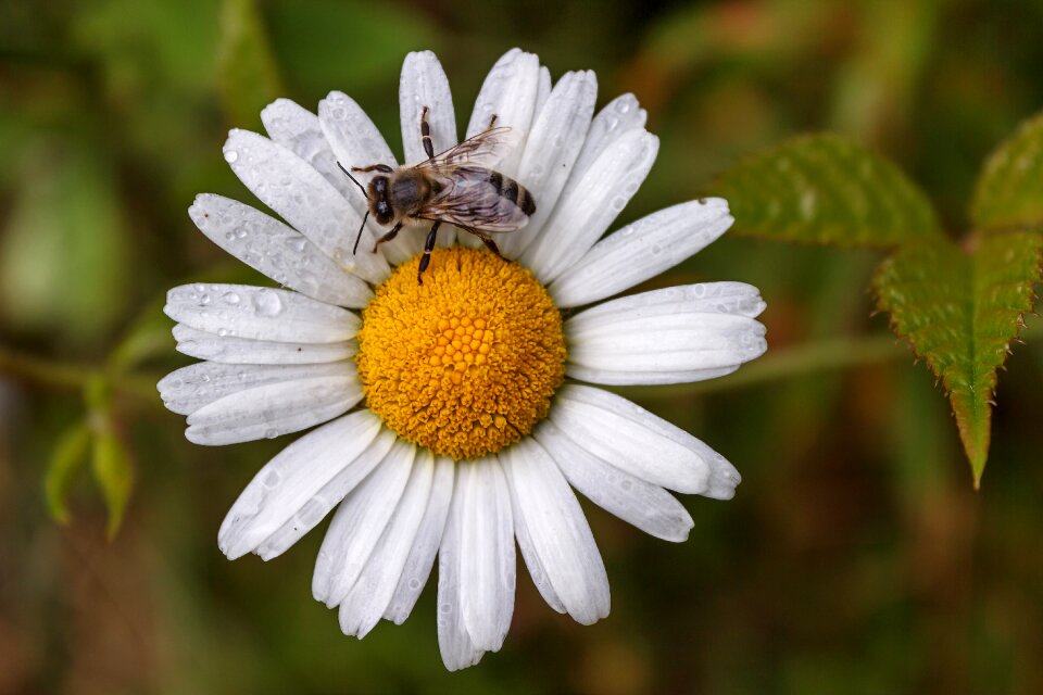 Daisy flower summer