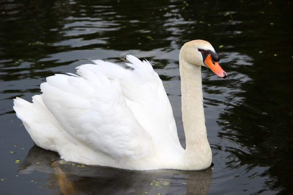 Bird lake nature photo