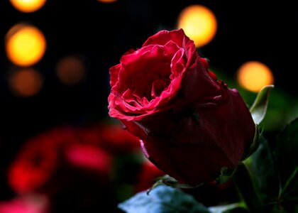 Nature floribunda black background