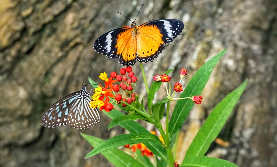 Wild nature insect