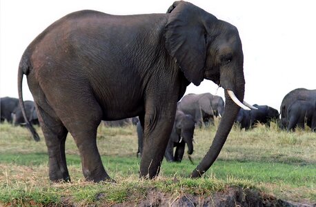 Nature african safari