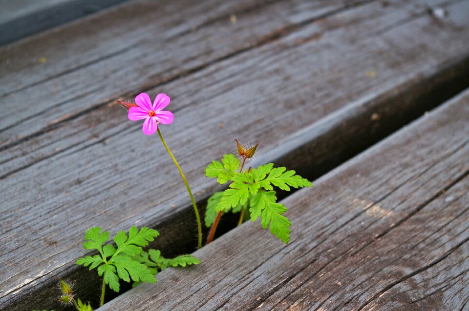 Flowers leaves green