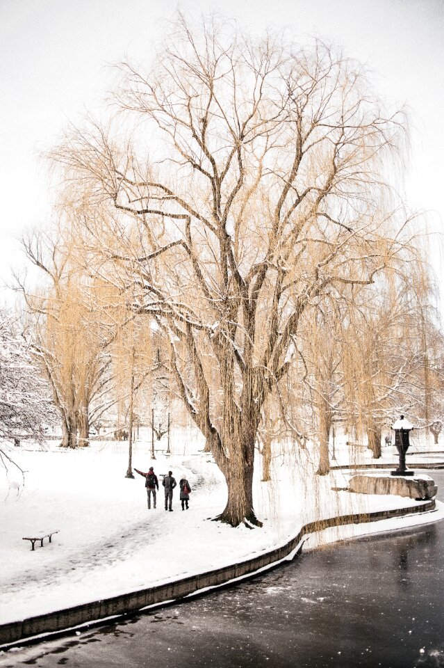 Winter bulb pole