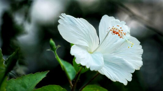 Nature flora leaf photo