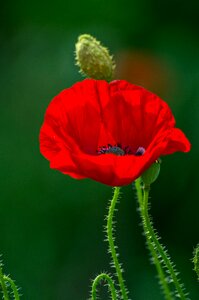 Petal red flora
