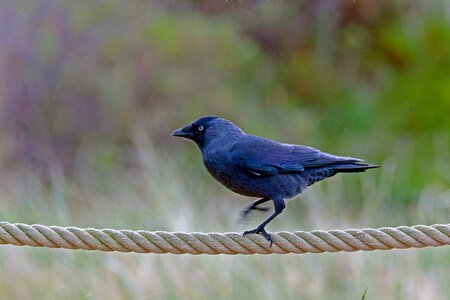 Jackdaw bird dance on the rope