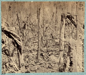 Views in the woods in the Federal lines on north side of Orange Plank Road LCCN2009634194