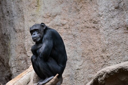 Monkey zoo boredom