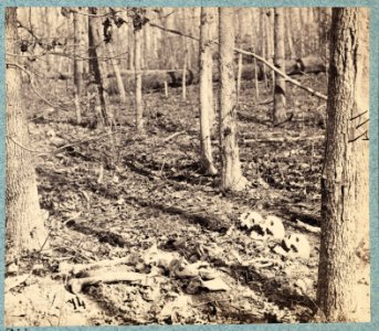 Views in the woods in the Federal lines on north side of Orange Plank Road LCCN2009634199