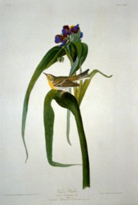 Vigors's (SIC) Warbler LCCN2002718991