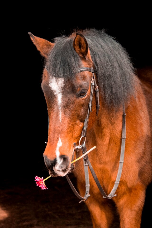 Portrait cavalier rose