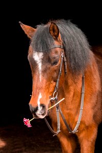Portrait cavalier rose