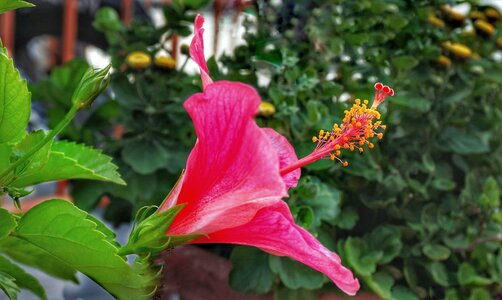Nature flora garden