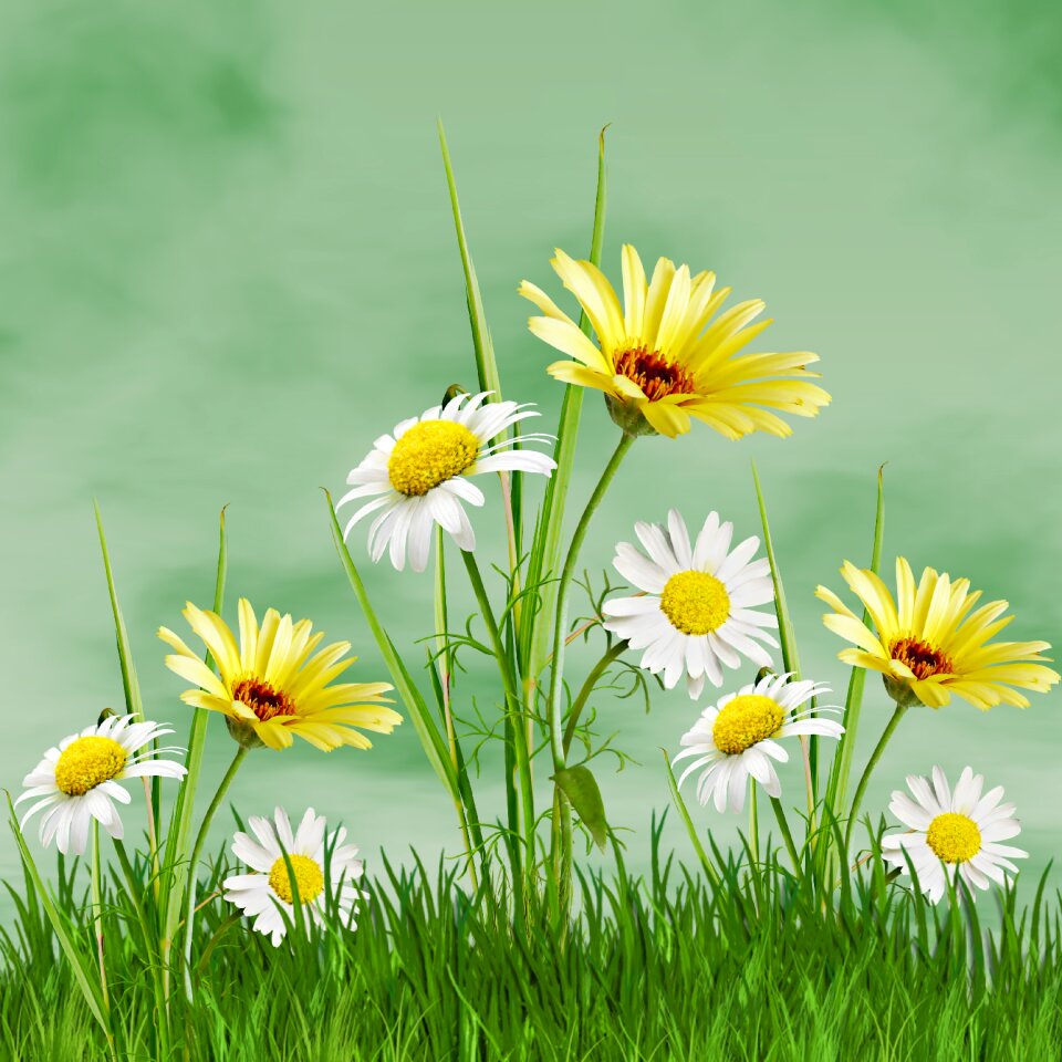 Summer flowers margaritas