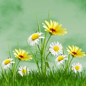 Summer flowers margaritas