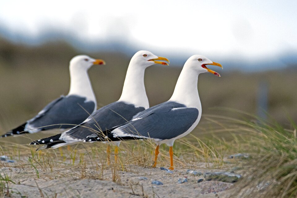 Gulls north sea birds