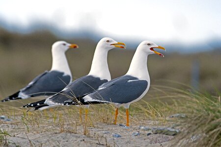 Gulls north sea birds