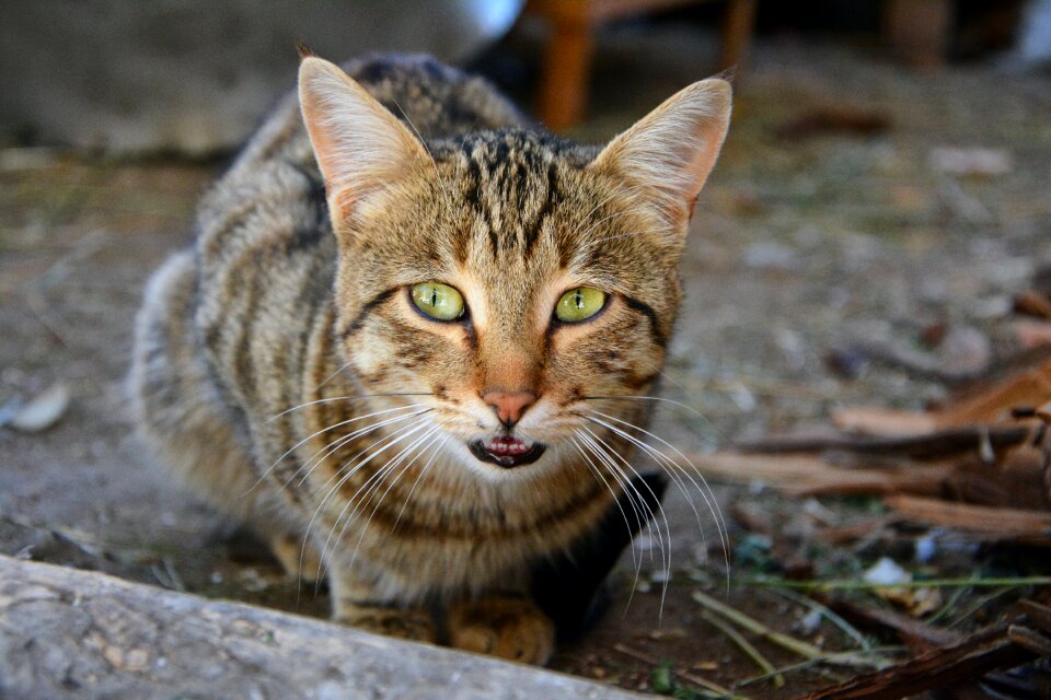 Whisker animal portrait kitty