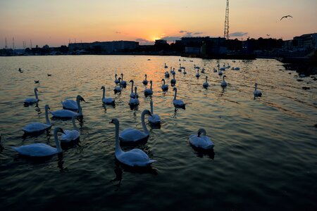 Thanks swans at the black sea sunset